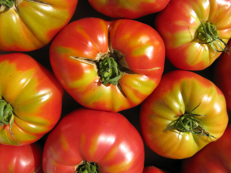 Illustration for article titled I just had my first real summer tomatoes of the year